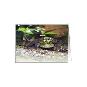  Frog In Pond Nature Photo Blank Note Card Card Health 
