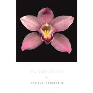  Cymbidium by Harold Feinstein. Size 24.00 X 24.00 Art 