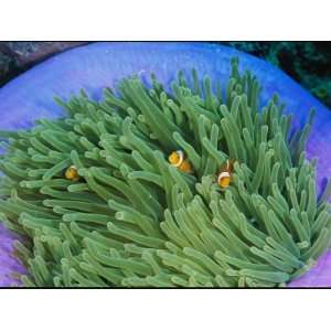  Anemonefish Take Shelter in a Magnificent Sea Anemone 