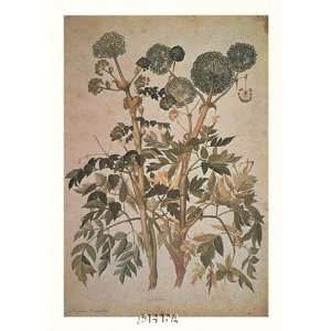 Angelica Arcangelica by Jacopo Ligozzi. Size 10.41 inches width by 17 