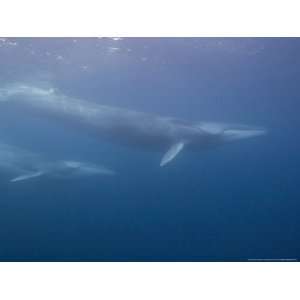  Fin Whales, Los Coronados Islands, Mexico, Pacific Ocean 