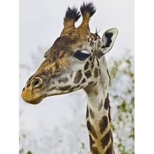  Maasai Giraffe Feeding, Maasai Mara, Kenya Stretched 