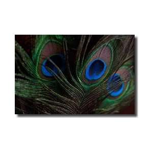  Peacock Feathers 1 Giclee Print