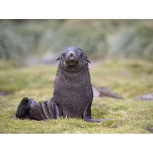  Antarctic Fur Seal or South Georgia Fur Seal Pup, Fortuna 
