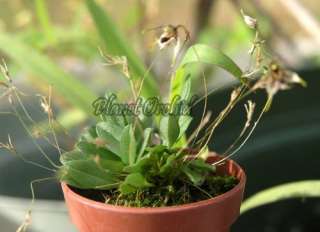 Pleurothallis alata True Mini Micro Orchid Translucent FS  
