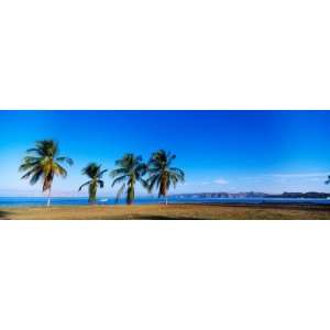  Palm Trees on the Beach, Puerto La Cruz, Anzoategui State 