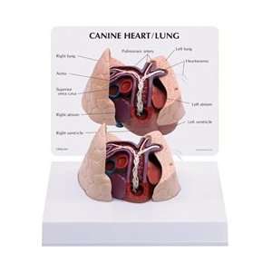 Canine Heart and Lund Model  Industrial & Scientific