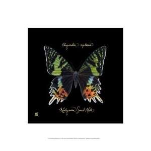   Striking Butterfly II   Poster by Ginny Joyner (13x19)