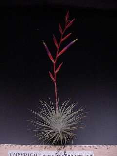   , HYBRIDS AND LOCALITY FORMS OF TILLANDSIAS IN STOCK AT ALL TIMES