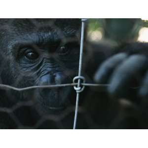 Orphaned Gorilla at Gorilla Protection Project to be Released in Wild 
