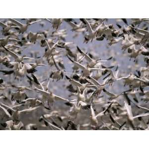  Snow Geese in Flight Over Their New Mexico Wintering 