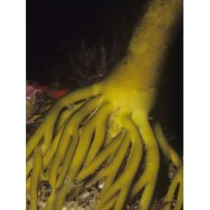 Holdfast of a Palm Kelp (Eisenia Arborea), Catalina Island, California 