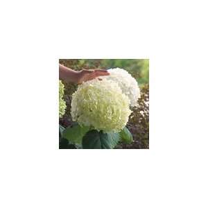  Hydrangea arborescens IncrediballÂ® PPAF Shrub Patio 