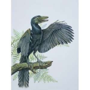 com Close Up of an Archaeopteryx Perching on a Branch (Archaeopteryx 
