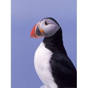  Common Puffin, Fratercula Arctica, Canada Photos To Go 