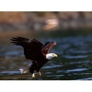  Bald Eagle Swooping Down to River to Get Fish Stretched 