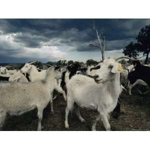  A Herd of Goats on a Farm under a Stormy Sky Photographic 