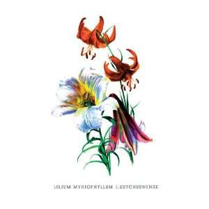  Lilium Myhiophyllum L. Sutchuenense 12x18 Giclee on 