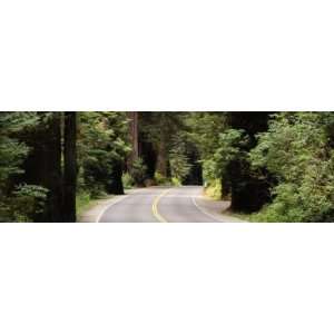  Road Passing Through a Forest, Prairie Creek Redwoods 