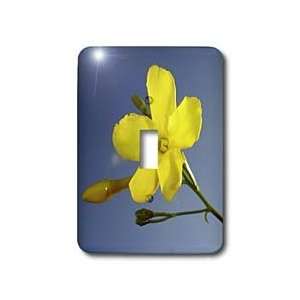  Jessamine   carolina jasmine, evening trumpetflower, flower, flowers 