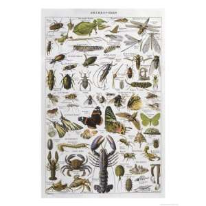  Arthropods Including a Wide Variety of Insects Giclee 