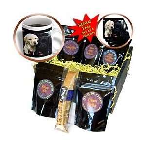 Dogs Labrador Retriever   Black and Yellow Lab Puppies   Coffee Gift 