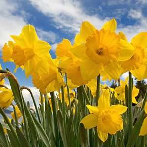  Trumpet Daffodil Bulbs Dutch Master Patio, Lawn & Garden