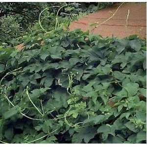  Beer Hops 20 Seeds  Humulus Lupulus   Exotic Patio, Lawn 