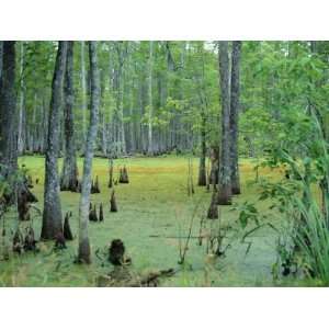  Atchafalaya Swamp Near Gibson in the Heart of Cajun 