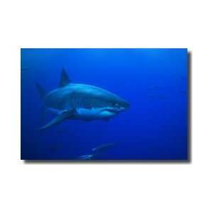  Great White Shark Guadalupe Island Mexico Giclee Print 