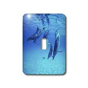 Florene Underwater Animals   Dolphins Underwater   Light Switch Covers 