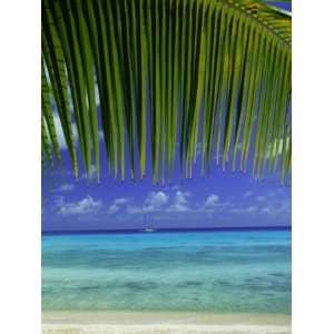  Palm Frond and Beach, Rangiroa Atoll, Tuamotu Archipelago 