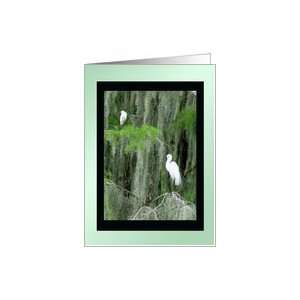  White Birds and Spanish Moss Photo Card Card Health 