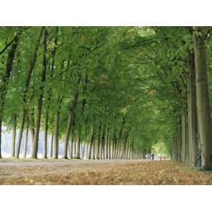  Avenue of Poplar Trees, Parc De Marly, Western Outskirts 