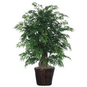   Potted Natural Ming Aralia Tree in Dark Green Patio, Lawn & Garden