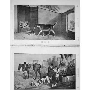  1906 Antique Print Puppy Dogs Hunting Man Horse BailyS 