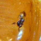 Ancient Insect Included Natural Young Amber Copal 26x12mm Tree Resin 7 