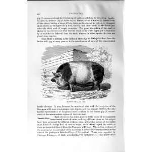  NATURAL HISTORY 1894 HARRISON PIG BARBATUS WILD ANIMAL 