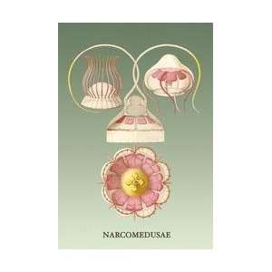  Jellyfish Narcomedusae 24x36 Giclee