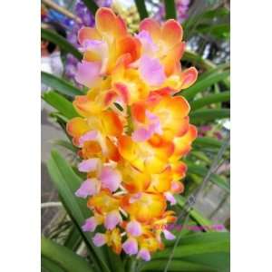  Vanda   Rhynchorides Bangkok Sunset   Fragrant Hybrid Orchid Plant 