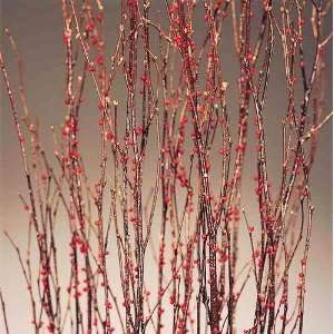  Berry Birch Branches   Red