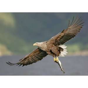  SWOOPING EAGLE 10379 CROSS STITCH CHART
