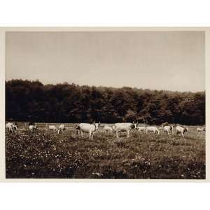  1926 Dairy Herd Field Cows Quebec Canada Photogravure 