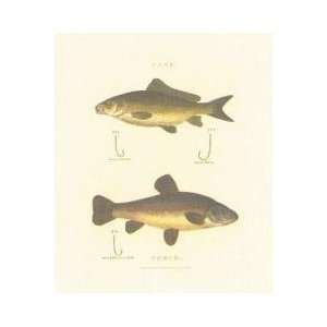  Carp And Tench Poster Print