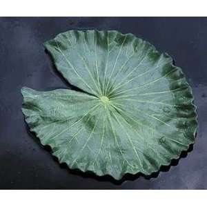  Floating Lily Pad