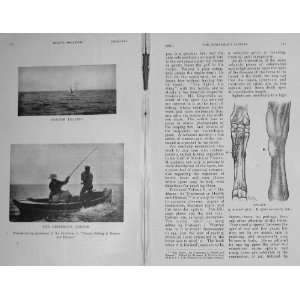  1907 Tarpon Leaping Fishing Angling Horse Leg Splint