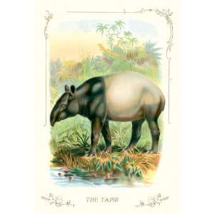  Tapir 24X36 Canvas Giclee