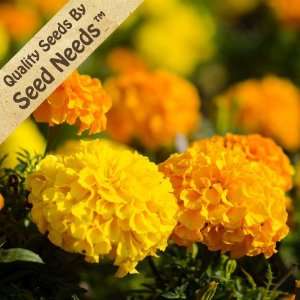   Mix (Tagetes erecta) Packaged By Seed Needs Patio, Lawn & Garden