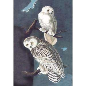  Vintage Art Snowy Owl   03549 8