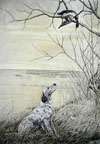 56 Setter et canard branche   English Setter and duck in a tree